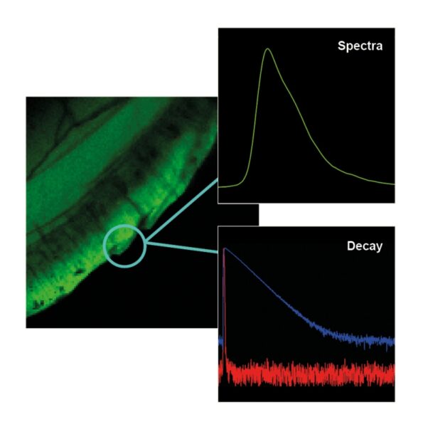 spectra_decay__large